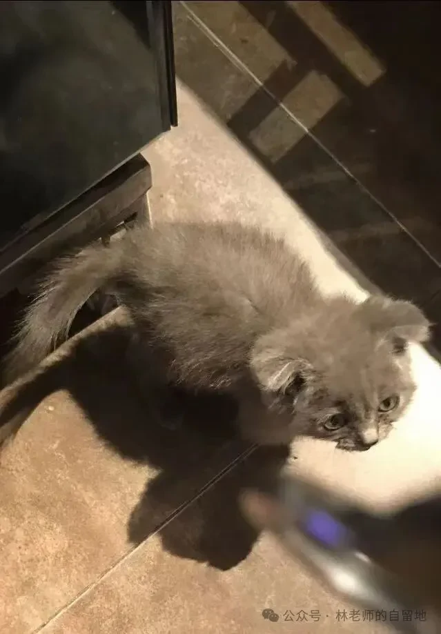 林老师家中的蓝猫多多